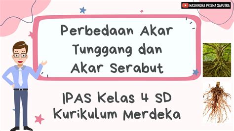 Perbedaan Akar Tunggang Dan Akar Serabut Ipas Kelas Sd Kurikulum