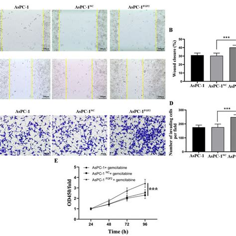 Overexpression Of FGF2 Increases The Migration And Invasion Of