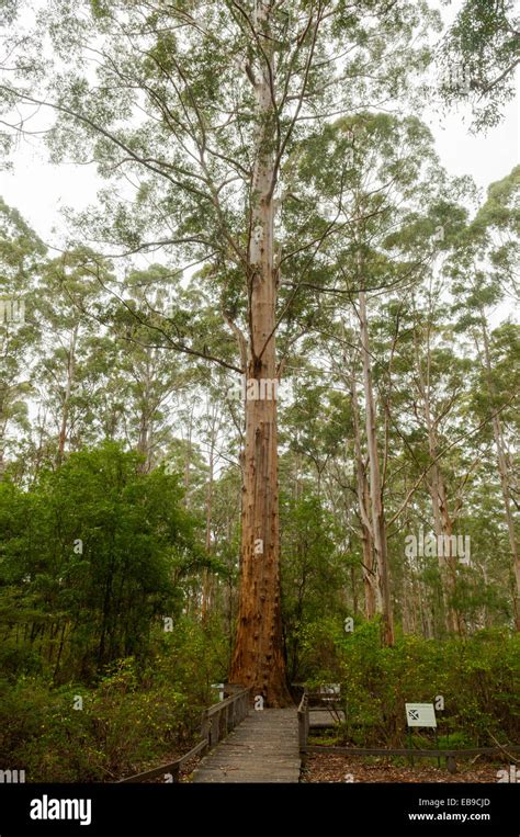 Gloucester Tree Pemberton Fotos Und Bildmaterial In Hoher Aufl Sung