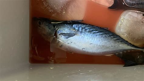 旦那が魚釣りに行って、釣ってきた魚は アラフィフ田舎の長男の嫁。日常や愚痴のブログです。