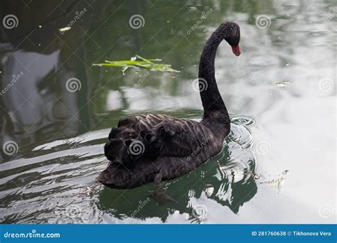 Black swan on the lake stock photo. Image of elegance - 281760638