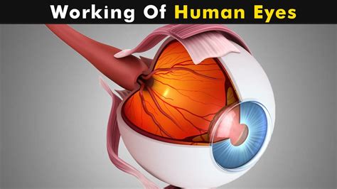 Heres How The Human Eye Works Human Eye Human Eye Diagram Eye Porn