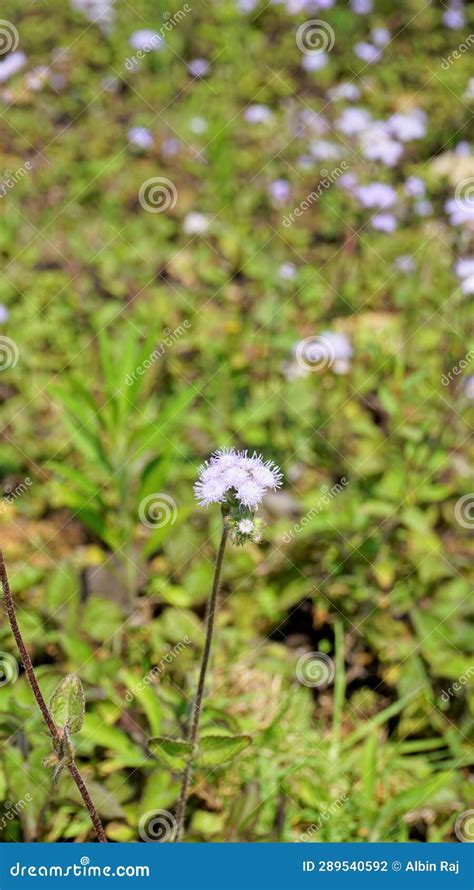 Portrait Flowers Of Ageratum Conyzoides Also Known As Tropical