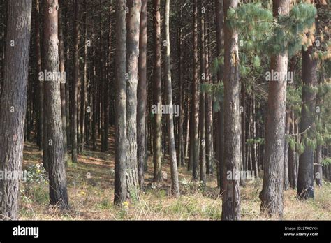 A Plantation Of Almost Mature Pine Trees Stock Photo Alamy