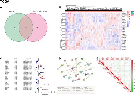 Frontiers Identification And Validation Of An 11 Ferroptosis Related Gene Signature And Its