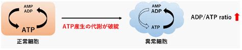 Adp Atp Ratio Assay Kit Luminescence A Dojindo