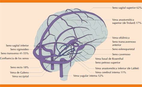 honor Salvaje vino senos venosos cerebrales anatomia Visión general