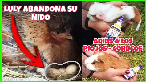 Desparasitaci N Externa De Cuyes Mi Gallina Luly Abandon Su Nido Aqu