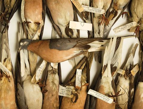 There Were Once 5 Billion Passenger Pigeons In The Us But Hunting