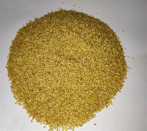 Yellow Foxtail Millet High In Protein At Rs Kg In Bhubaneswar Id