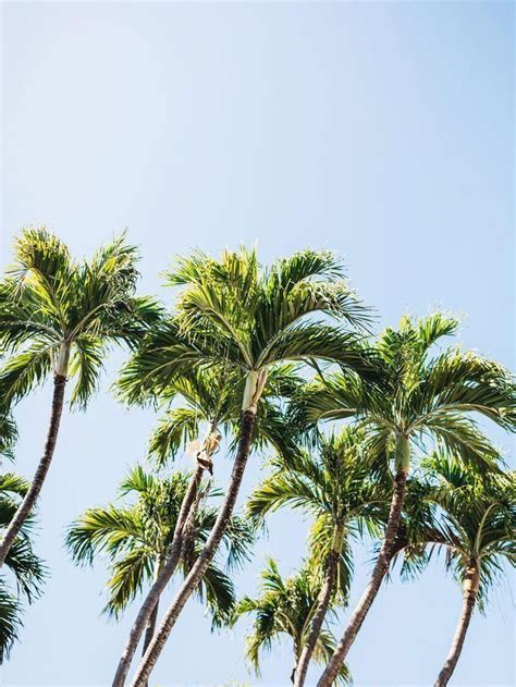 Key West Palm Trees Wall Mural Palm Trees Tree Wall Murals Palm