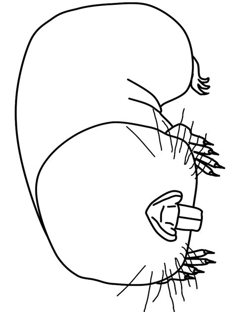 Naked Mole Rat Coloring Pages