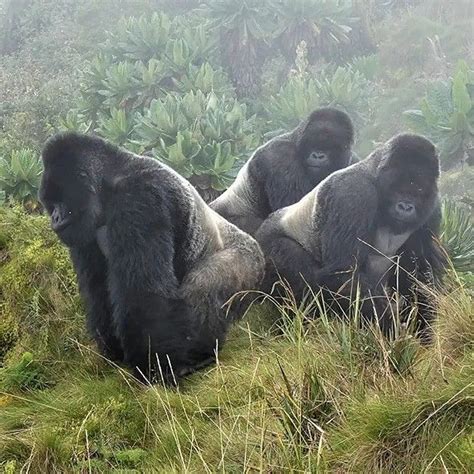 These Three Silverback Gorilla Brothers Protect A Group Of 22 Female