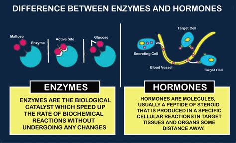 Difference Between Hormone And Enzyme The Knowledge Library