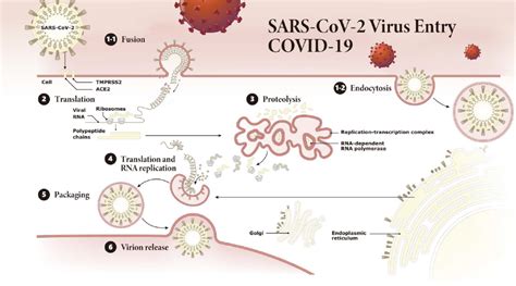 Coronavirus Covid 19 Host Proteins Ace2 And Tmprss2