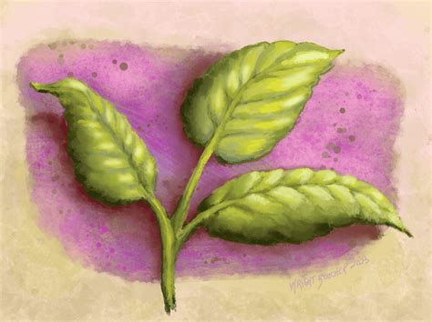 Leaf Study Using Pastel Brush And Scratchy Brush Firealpaca R