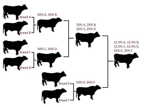 Crossbreeding systems for beef cattle