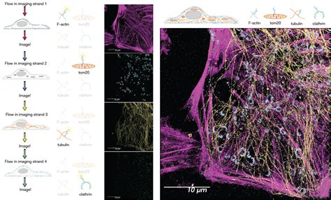 D Multiplexed Super Resolution Imaging With Dna Paint And The Vutara