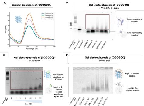 The C Orf Hexanucleotide Repeat Expansion Aggregates By Means Of