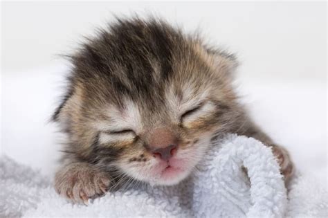 Newborn Kittens: When Do Baby Kittens Open Their Eyes?