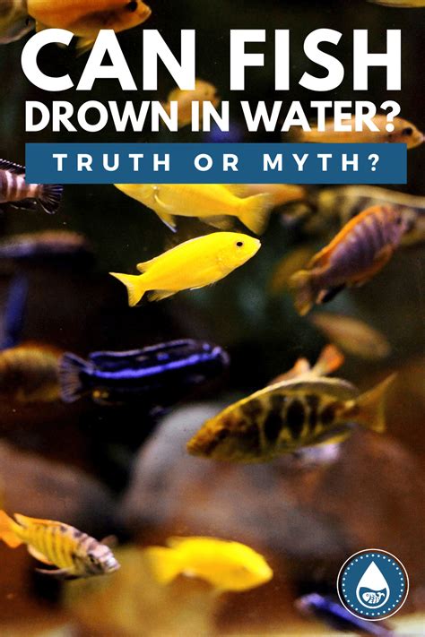 Can Fish Drown? Understanding Their Unique Breathing Mechanism