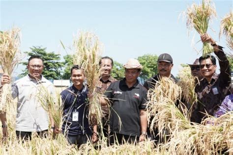 Penghujung Tahun 2023 Pj Bupati Buleleng Panen Padi Bersama Petani