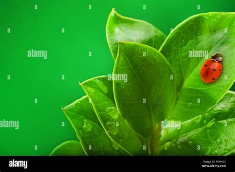 Ladybug Sitting On A Green Leaf Stock Photo Alamy