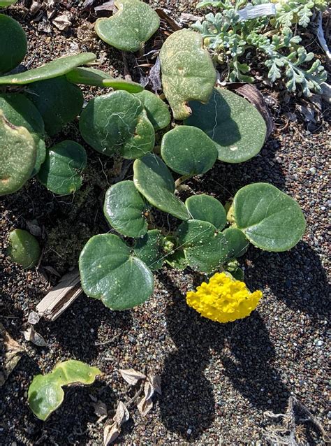Plump waxy leaves growing in the sand SF bay area beach : r