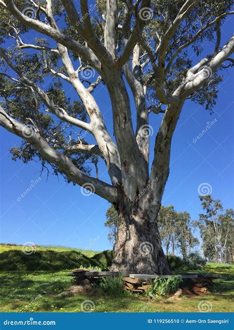 Big Tree Of Art Stock Photo Image Of Australia Tree 119256510