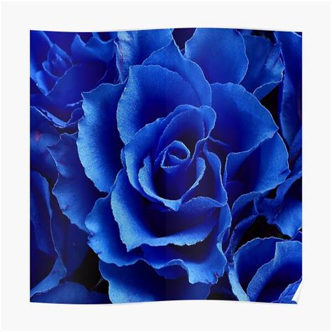 Big Rose Flower Poster For Sale By Haalaa Redbubble