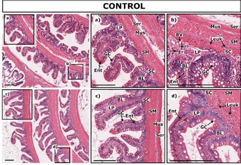 Normal Mucosal And Submucosal Histology In Control Rainbow Trout