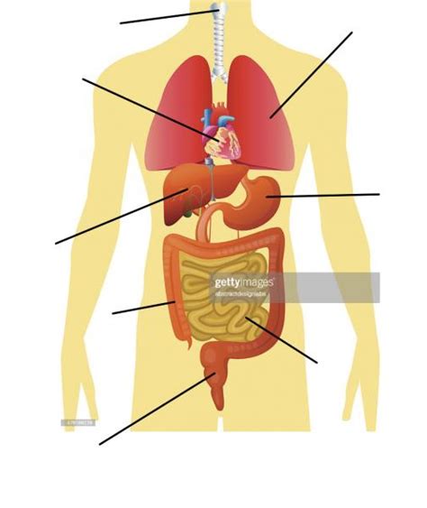 Print Map Quiz PARTES DEL CUERPO INTERNAS biología 7º Secundaria