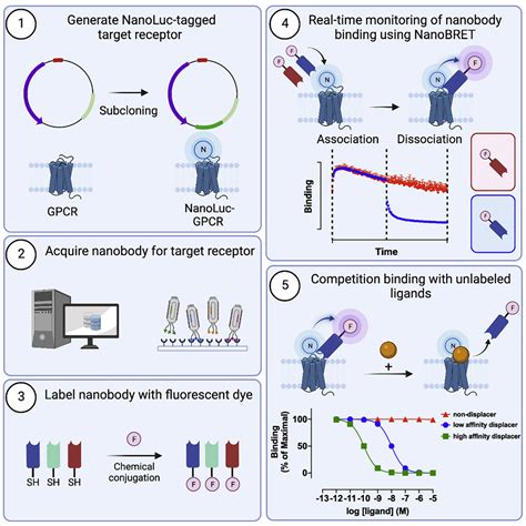 Nanob2 To Monitor Interactions Of Ligands With Membrane Proteins By Combining Nanobodies And