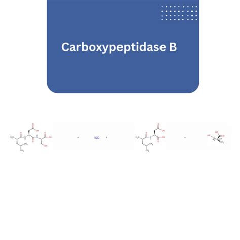 Carboxypeptidase B Asa Spezialenzyme Gmbh