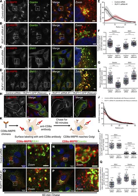 Rufy1 Regulates Retrieval Of Ci M6pr From Endosomes To The Tgn Ad