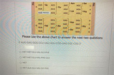 Solved Second Position G U С Ucu Ucc Uuu Phe Uuc U Uua Leu