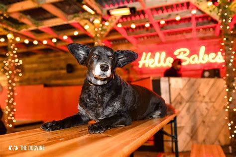 Dog Friendly Bussey Rooftop Bar 5 Reasons To Go This Winter