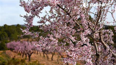 Details Picture Almendro De Flores Rosadas Abzlocal Mx