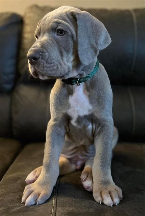 AKC Lilac Tanpoint Male Great Dane Great Dane Puppies For Sale In