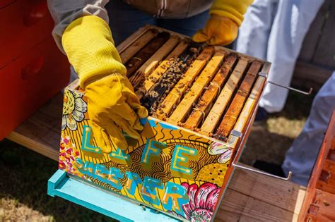 How to Start Beekeeping: A Beginner's Guide | World of Honey