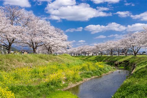 美しい桜に逢いに行こう〜九州地方のさくら名所〜【2023】季節・暮らしの話題 2023年03月17日 日本気象協会 Tenkijp