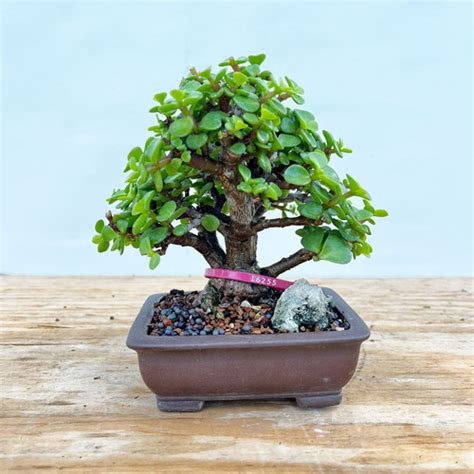 Mini Jade Portulacaria Afra Bonsai Tree Bonsai Outlet N0 16255