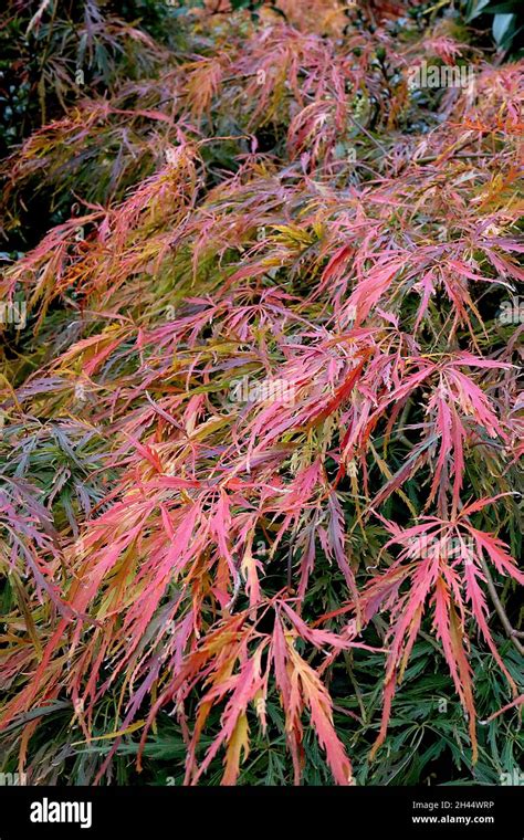 Acer Palmatum Dissectum Atropurpureum Fotos Und Bildmaterial In Hoher