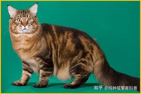 缅因猫舍大全 知乎