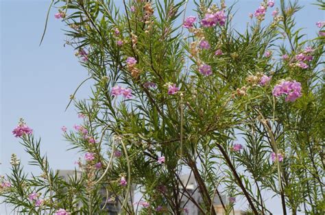 Growing Guide How To Grow Desert Willow Garden Lovers Club