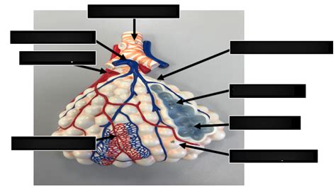 Alveolus Diagram Quizlet