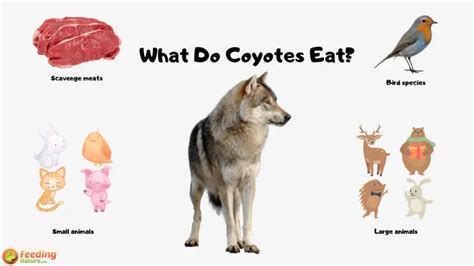 What Do Coyotes Eat - Feeding Nature