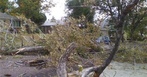 Winds Knock Down Trees In Denver Injure Construction Worker Cbs Colorado