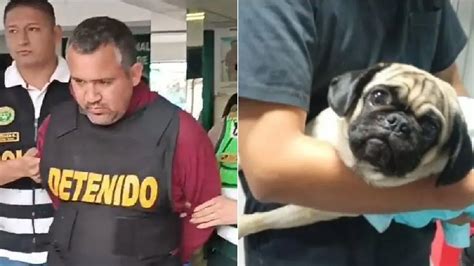 Caso Dachi Sujeto Que Acuchilló A Perrita De Su Expareja Fue