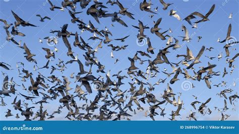 Flock Of Frightened Birds Stock Photo Image Of Blue